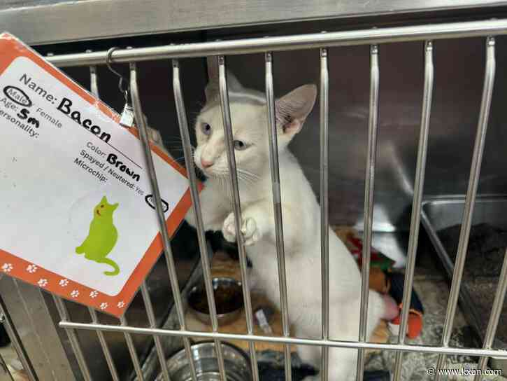 'Clear the Shelters' crucial during summer heatwave