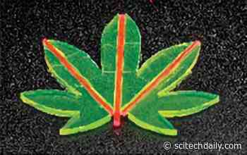 Leaf-Like Solar Concentrators Could Majorly Boost Solar Efficiency