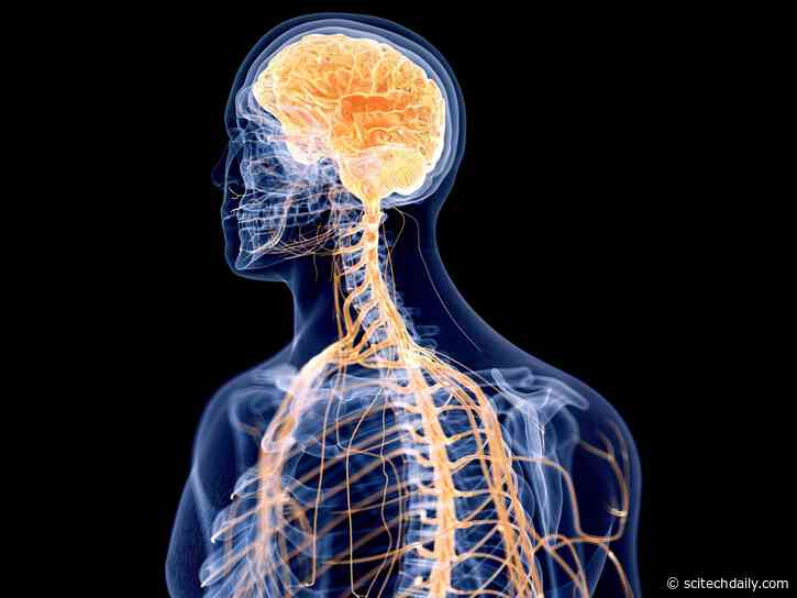 Study Challenges Evolutionary Timeline: Nervous System Building Blocks Found in Ancient Single-Celled Organisms