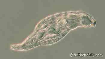 Meet the Microscopic Thieves Fighting Infections With Stolen Genes