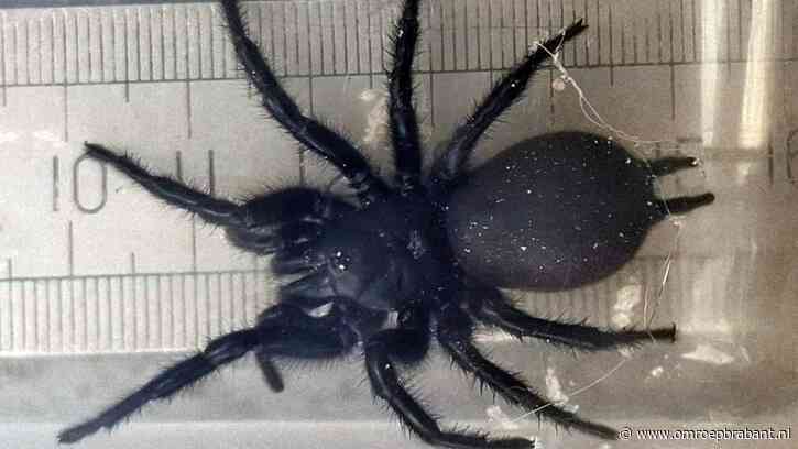 De enorme spin die Bram zag is een beschermd dier, Frans vertelt meer