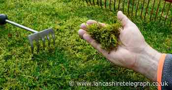 Expert shares genius simple trick to get rid of lawn moss forever