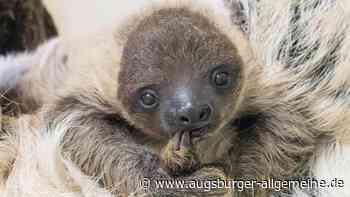 Frau in Peiting entdeckt ein vermeintliches Faultier in ihrem Garten