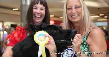 Gentle giant who helped owner with grief after mum's death wins dog show