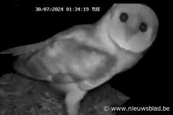 Uil brengt bezoek aan nestkast voor torenvalken in domein Frijthout