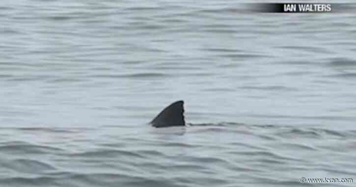Watch: Huge great white shark follows kayakers