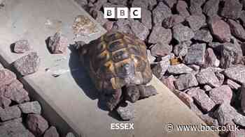 Mischievous tortoise found on an Essex railway line