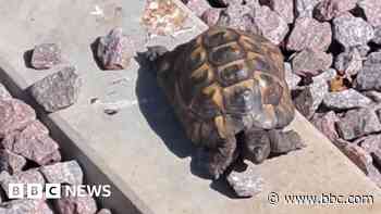 Tortoise found on railway tracks is safely home