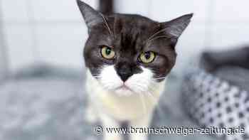 Salzgitters Kater Tassilo bettelt gern um Streicheleinheiten