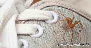 Tödliche Violinspinne: 23-Jähriger stirbt nach Biss in Italien