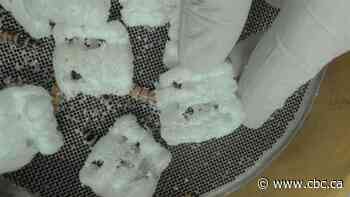 Can superworms solve our plastic problems?