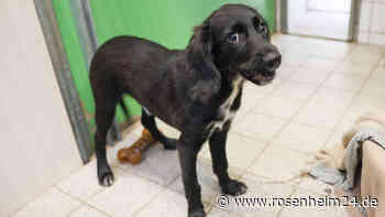 Hund von Freund anvertraut – Betrunkener (45) schlägt Tier beim Gassigehen gegen Auto