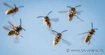 Triol: Deutsche Wanderin von Wespen attackiert – 15 Stiche, Situation sehr ernst