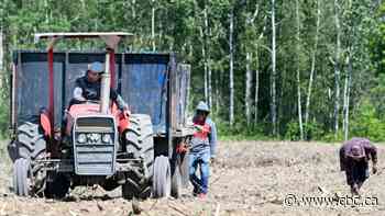 Sask. experts weigh in on UN report linking temp foreign worker programs to 'slavery'