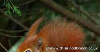 Wild Things: 'Killer' squirrels, egg thieves and more