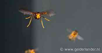 Vrouw in ziekenhuis na aanval door vermoedelijk zwerm Aziatische hoornaars