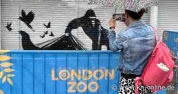 London: Zoo baut Banksy-Kunstwerk nach wenigen Tagen wieder ab