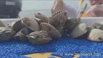 Local businesses want extension to Pasco County scalloping season