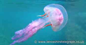 What does a jellyfish sting look like and what should you do if you get stung?