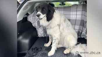 Cochrane animal shelter concerned dogs are staying longer as adoptions slow down