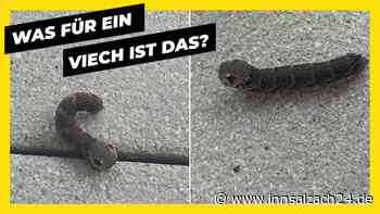 Rätselhafte Raupe in Wasserburg entdeckt: Wer kann sie identifizieren?