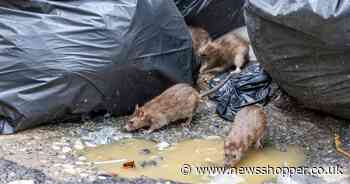 How long do wild rats live in the UK? (It might surprise you)