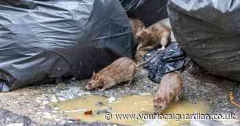 How long do wild rats live in the UK? (It might surprise you)