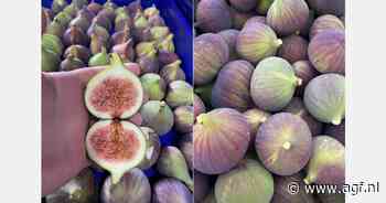 Vroege oogst voor Bursa-vijgen