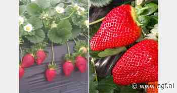Marokkaans aardbeienareaal neemt voor het eerst in drie seizoenen toe