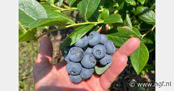 "We hebben product en klanten, maar het is erg moeilijk om het fruit bij hen te krijgen"