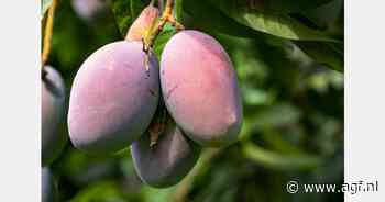 Mango-oogst Málaga -70%