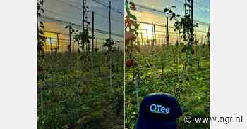 "Dit seizoen laat zien dat de weersomstandigheden ons naar resistente rassen dwingen"