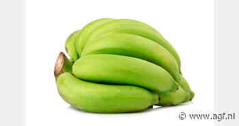 Ecuadoraanse bananentelers verliezen wekelijks $ 700.000 door Moko-bacterie