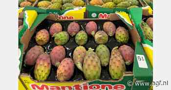 Cactusvijgen uit Sicilië