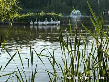 'Be transparent': Edmonton west end residents fear goldfish cull will harm environment