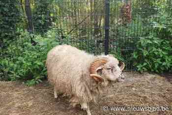 55 verwaarloosde dieren in beslag genomen in Peer: “Bij 34 graden opgesloten zonder drinkwater”