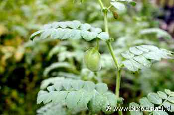 "Vroeger begreep ik dat niet zo goed, biologisch boeren"