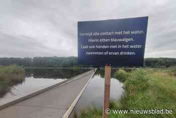 Toch geen blauwalgen in vijvers van Bokrijk