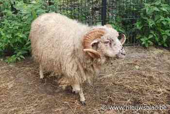 “Bij 34 graden opgesloten zonder drinkwater”: 55 verwaarloosde dieren in beslag genomen waaronder pony, geiten en schapen