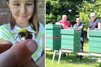 Natuurpunt niet blij met plaatsing acht bijenkasten aan AED Studios: “Negatieve gevolgen voor wilde bijen”