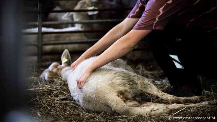 Explosieve stijging blauwtonggevallen: Toename van 50 procent in een week