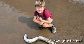 Grote, dode paling op strandje bij Waal is ‘honderd procent een knakaal’: ‘Ongewoon bij lage waterstand’