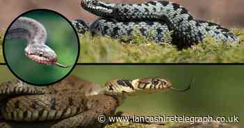 How to tell the difference between adders, grass snakes and smooth snakes?