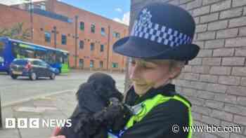 Officer adopts dog found while on patrol
