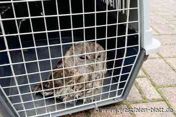 Feuerwehr Brockhagen rettet junge Eule aus Kamin