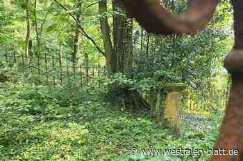 Waldbegräbnisse in Halle: Verwunschen, idyllisch und sehr romantisch