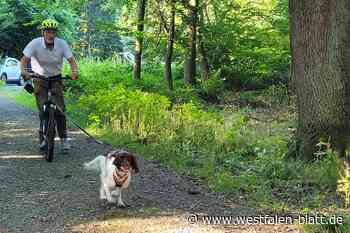Vlotho: Münsterländer Frieda liebt „Dogscooting“