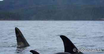 B.C. company fined $30K for getting too close to orcas with drone