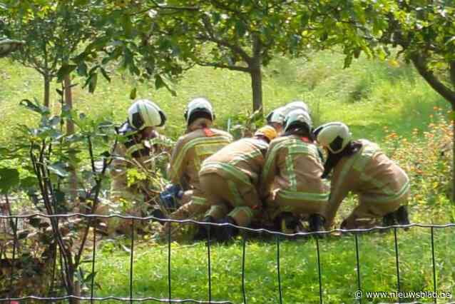 Brandweer redt reekalfje dat verstrikt zit in net: “Het dier liet ons niet zomaar begaan”