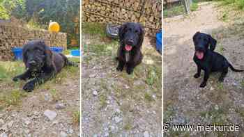 „Alle wollten nur die Mädels“: Tierheim sucht Zuhause für drei Welpen